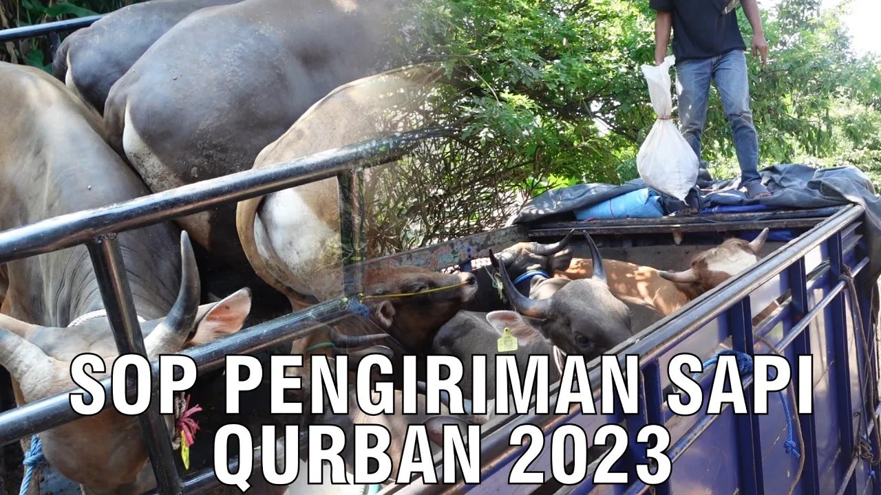 
                                 SOP-Pengiriman-Sapi-Qurban-2023
